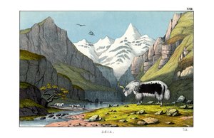Yak by English School