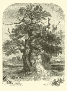 Yardley Oak by English School