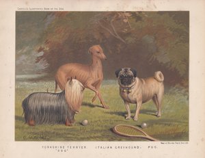 Yorkshire terrier, Italian greyhound and pug shown with tennis racquet and balls by English School