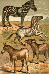 Zebra, Wild Ass, Quagga and Common Ass by English School