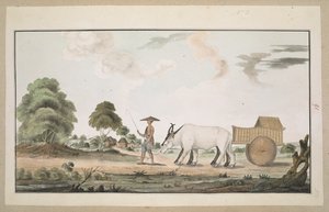 A bullock cart and driver