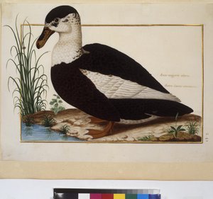 Animal Study, c.1650-75