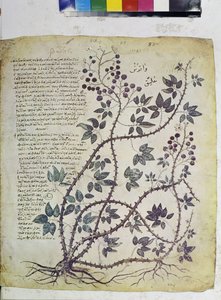 Rubus Tomentosus