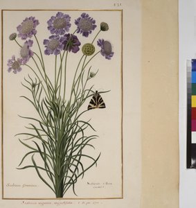 Full page: plant study, c.1650-75