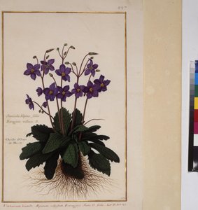 Full page: plant study, c.1650-75 by Erich Lessing