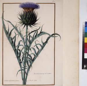Plant Study, c.1650-75