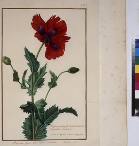 Plant Study, c.1650-75