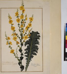 Plant Study, c.1650-75