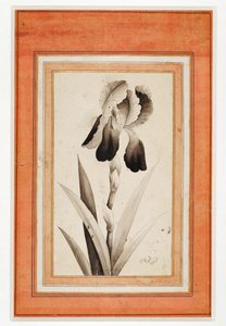 Iris, End of the 18th century by Erich Lessing