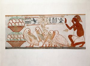 Trapper with Pelicans