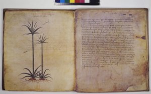 Two full pages: plant study with inscription