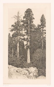 Sequoia Tree (Baby Sequoia) by Ernest Haskell (signed by artist)