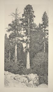 Baby Sequoia by Ernest Haskell