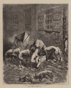 A Dogs