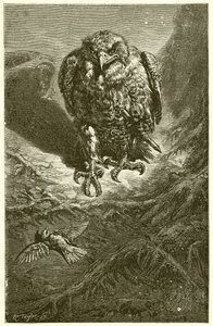 The Hawk and the Nightingale by Ernest Henry Griset