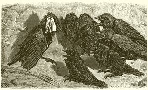 The Vain Jackdaw by Ernest Henry Griset
