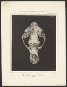 Head of Ursus Spelaeus Sinciput by Ernest Lacan
