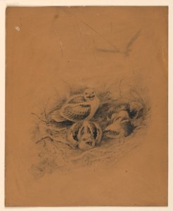 Birds by Ernest Thompson Seton