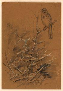 Song Sparrow by Ernest Thompson Seton