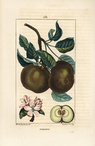 Apple Tree - Apple, Malus domestica, with Branch, Leaf, Fruit, Blossom and Ripe Fruit in Section Showing Seeds. Handcoloured Stipple Copperplate Engraving by Lambert Junior from a Drawing by Ernestine Panckoucke from Chaumeton, Poiret and Chamberet