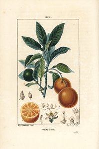 Orange, Citrus Aurantium