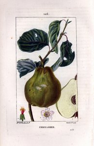 Botanical board: quince tree, Pyrus oblonga, showing fruit, blossom, leaves, branch and section of fruit