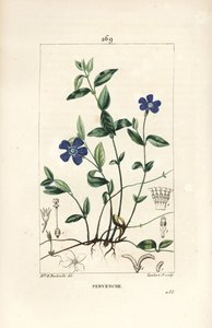 Lesser Periwinkle, Vinca Minor by Ernestine Panckoucke