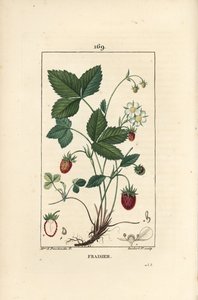 Strawberry Cultivated