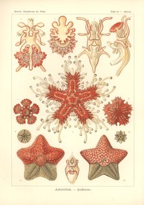 Asteridea - Sea Star, Plate 40 from 