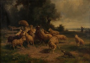 Sheep