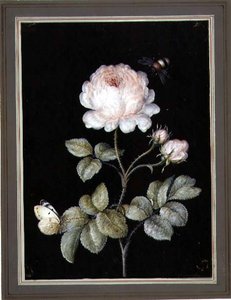 Rose with Bumble Bee and Butterfly