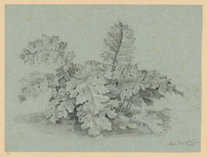 Acanthus Plant by Ernst Fries