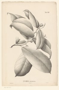 Branch with Leaves and Flower Buds (Uvaria Ovalifolia)