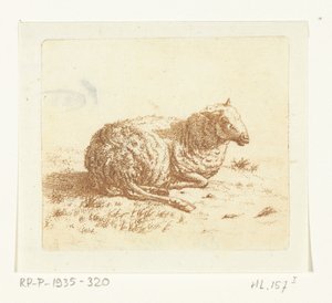 Lying Sheep
