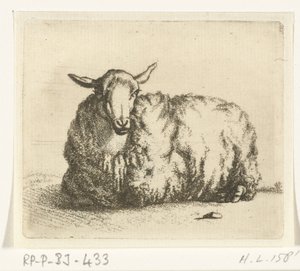 Lying Sheep from the Front