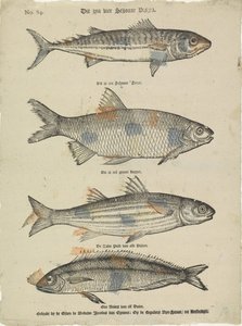 These Are Four Beautiful Fish