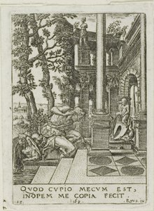 Narcissus