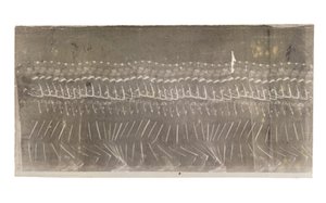 Man Walking, 1882 by Etienne Jules Marey