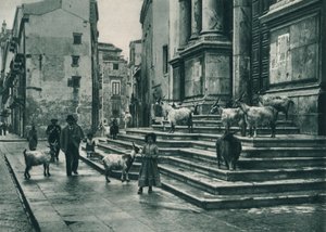 Goats on the steps of the Cathedral, Palermo, Sicily, Italy