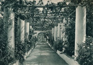 Pergola in a Vineyard, Capri, Italy