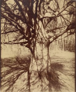Tree (Garche) Beech