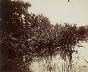 Reeds, Plessis-Piquet Pond by Eugène Atget