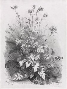 Groups of Various Plants Drawn After Nature: No. 7 by Eugene Bléry