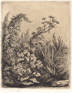 Small Water-parsnip with Bindweed by Eugene Bléry