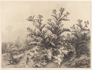 Large Thistle by Eugene Bléry