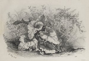 Plant Study from Group of Various Plants Drawn and Lithographed after Nature by Eugene Bléry