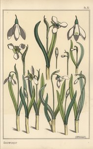 Botanical Illustration of a Snowdrop, Galanthus nivalis by Eugene Grasset