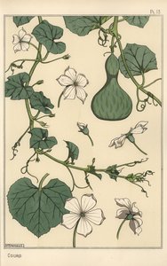 Botanical Illustration of the Gourd