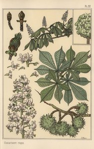Chestnut tree botanical study by Eugene Grasset