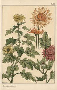 Chrysanthemum botanical study by Eugene Grasset